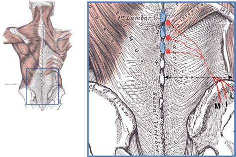 Figure 2 from Anatomical study of superior cluneal nerve and its estimation of prevalence as a ...