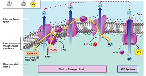 Jaya's Natural Sciences: Oxidative Phosphorylation Diagram