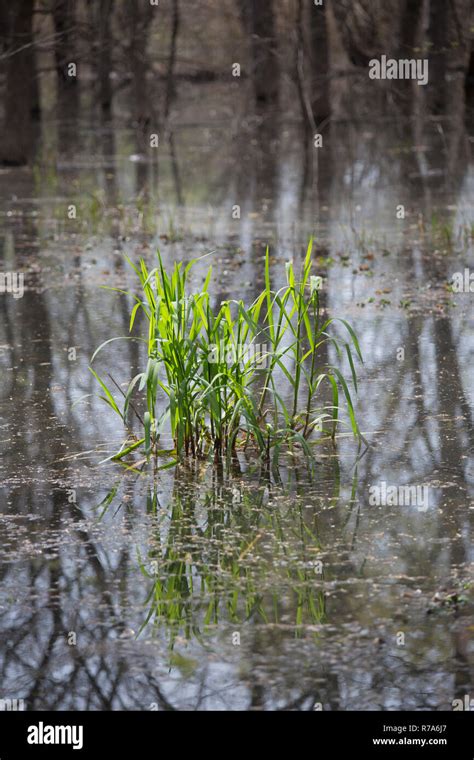 Bog ecosystem hi-res stock photography and images - Alamy