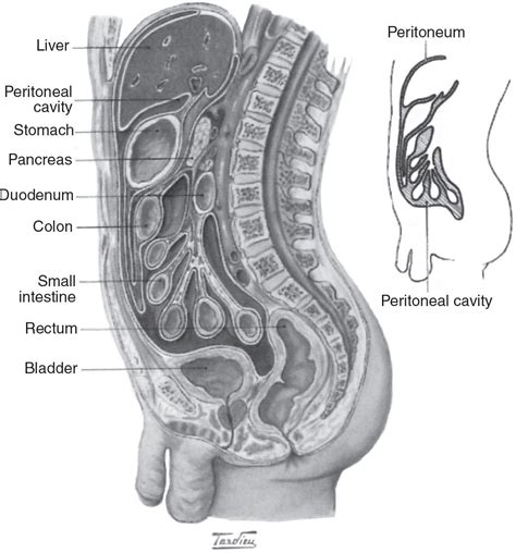 Physiology of Peritoneal Dialysis | Abdominal Key