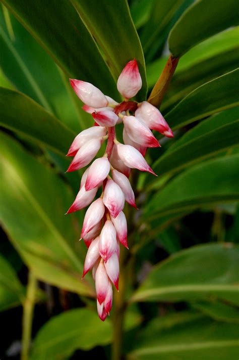 "Alpinia Zerumbet Plant" Pink&White Tropical Hawaii Flower… | Flickr