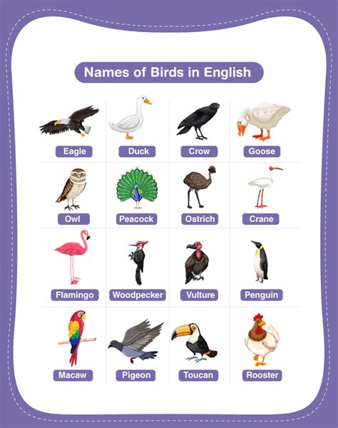 List of 100 Bird Names in English - Testbook.com