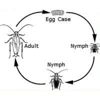 Roach Chart Life Cycle