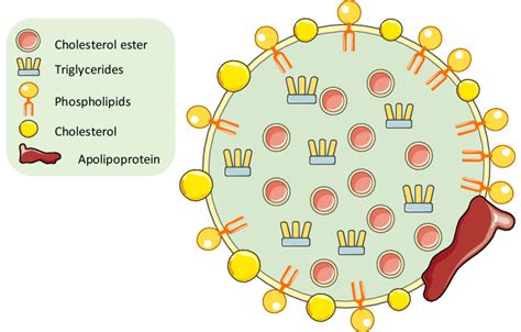 Schematic representation of lipoprotein structure | Download Scientific Diagram