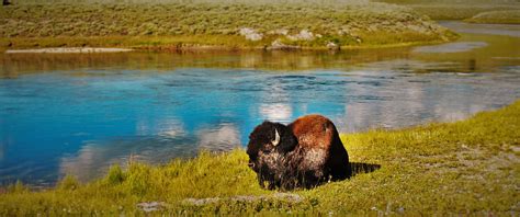 The Best Wildlife Viewing in Yellowstone National Park