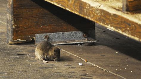 Rats! New York City Tries To Drain Rodent 'Reservoirs' | KUNR