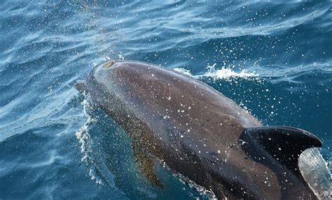 Dolphin feeding frenzy – In Darwin's footsteps