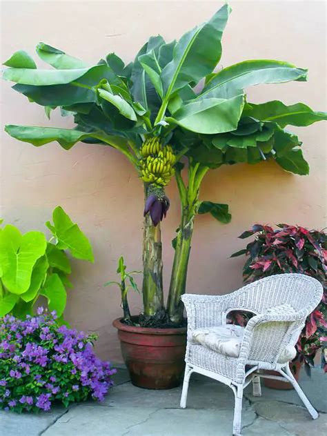 How to Grow a Banana Tree Indoors in a Cold Climate - The Homestead ...