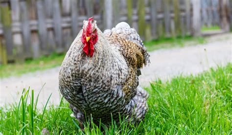 Cochin Chicken Breed Profile - Farmhouse Guide