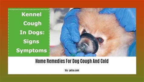 Natural Relief: Home Remedies for Dog Cough and Cold - Wave Sold