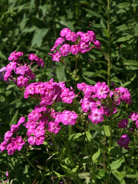 Phlox paniculata Garden Phlox | Prairie Moon Nursery