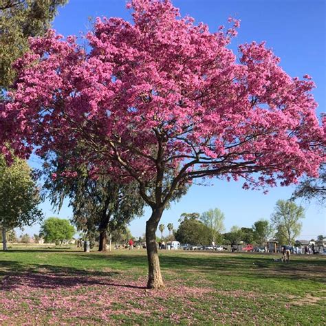 Tabebuia rosea, Pink Poui in GardenTags plant encyclopedia