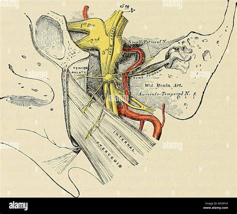 . Anatomy, descriptive and applied. Anatomy. 990 THE NERVE SYSTEM from the plexus surrounding ...