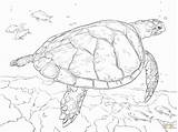 Realistic Ocean Animals Coloring Pages sketch template