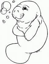 Manatee Information Coloring Pages  Home sketch template