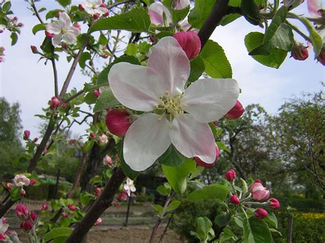 Apple Blossom Free Stock Photo - Public Domain Pictures