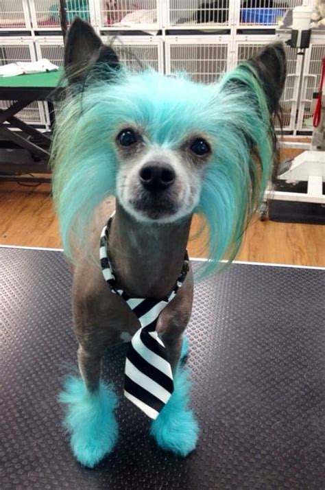 30 Different Dog Grooming Styles - Tail and Fur