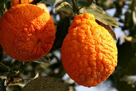 Dekopan or "Sumo Citrus" now available in California. Dekopan (a hybrid of orange, satsuma ...