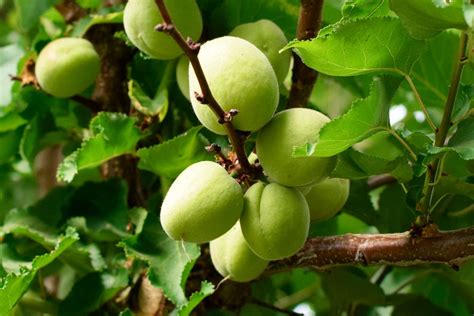 Apricot Tree (Prunus armeniaca): Care and Growing Guide