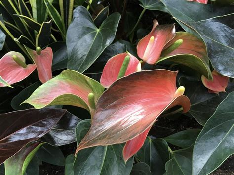 Flamingo Flower (Anthurium Rainbow Champion®) in the Anthuriums Database - Garden.org