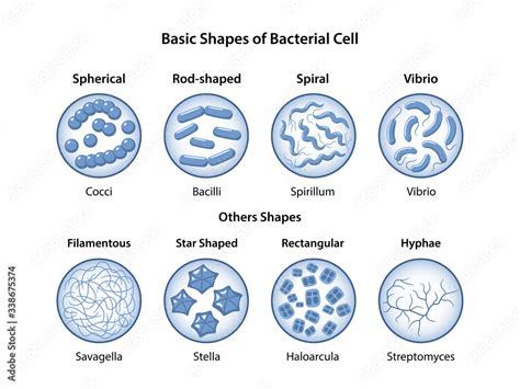 Shapes Of Bacteria