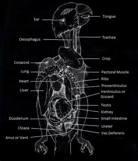 Budgie Anatomy:Every thing you need to know about budgie anatomy