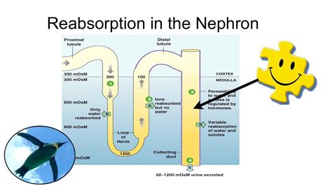 Nephron Reabsorption Diagram