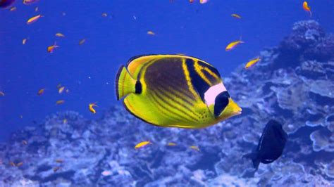 Raccoon Butterflyfish: The complete care, diet, and setup guide – Fishkeeping Forever