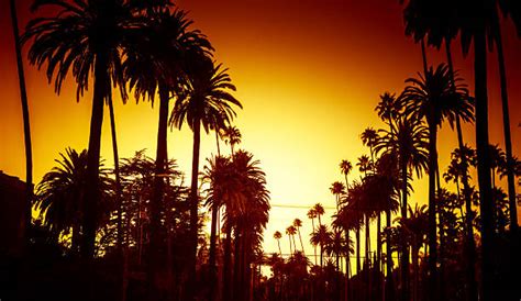 1,000+ Beverly Hills Sunset Stock Photos, Pictures & Royalty-Free ...