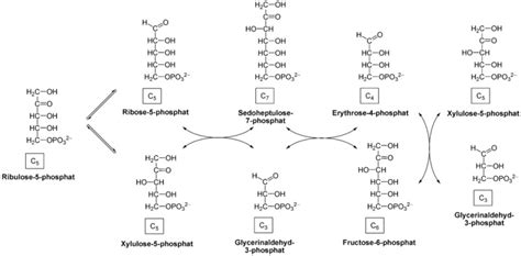 [Figure, Pentose phosphate pathway] - StatPearls - NCBI Bookshelf