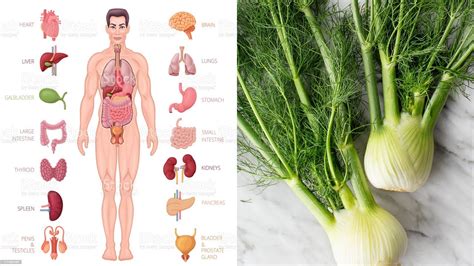 What Are The Health Benefits Of Fennel - YouTube