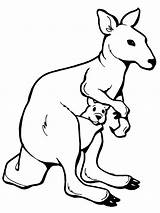 Kangaroo Coloring Page sketch template