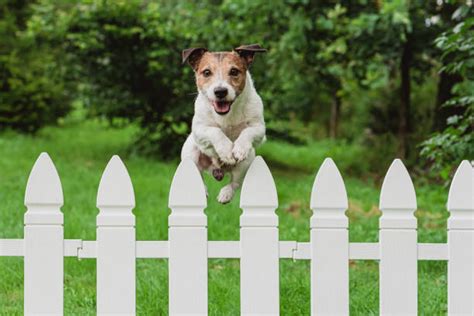 20+ Dog Jumping Over Fence Stock Photos, Pictures & Royalty-Free Images ...