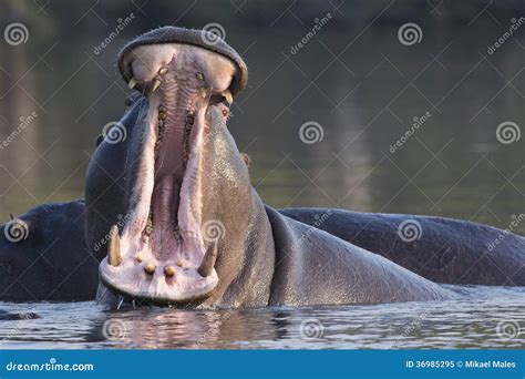 Angry Hippo stock image. Image of resting, aggression - 36985295