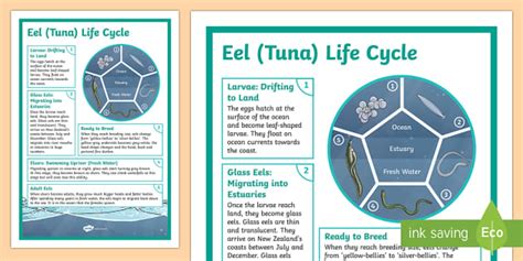 Longfin Eel Life Cycle Display Poster (Teacher-Made)