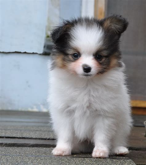 Cute Puppy Dogs: Papillon puppies