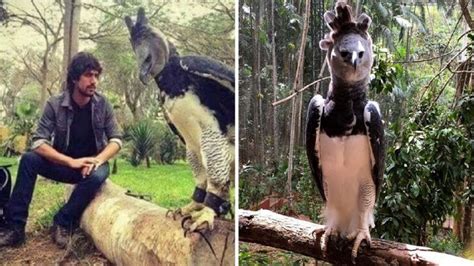 Harpy Eagle Size Comparison