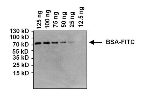 FITC Antibody (MIF2901)