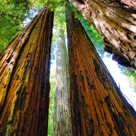 Humboldt Redwoods really are magnificent. Aren't we lucky to live in such a beautiful area ...