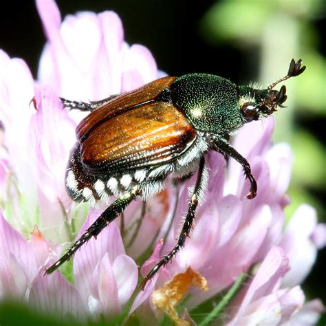 Japanese Beetle | Wisconsin Vegetable Entomology