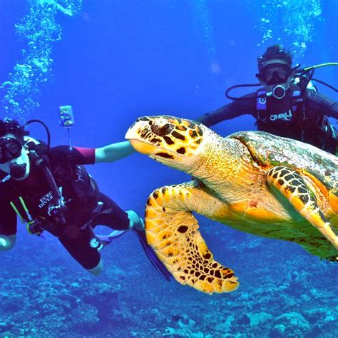 Maldives Scuba Diving Resorts | Kandooma Scuba Diving Facts