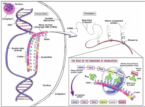 Gene transcription, translation, and protein synthesis | Download Scientific Diagram