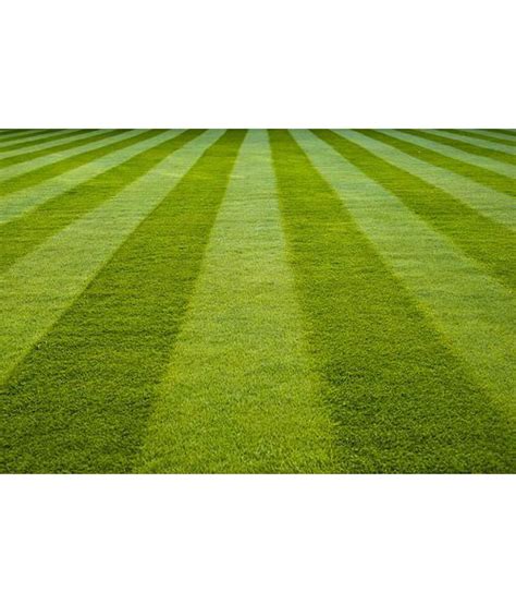 National Gardens Tall Fescue Grass- Lawn Grass Grass Seeds: Buy National Gardens Tall Fescue ...