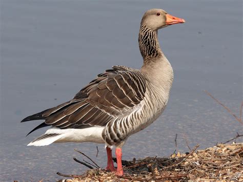 Geese Breeds - Facts, Types, and Pictures