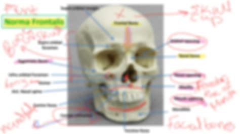 SOLUTION: Skull norma frontalis verticalis occipitalis - Studypool