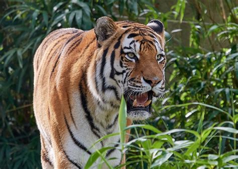 Thousands of miles of planned Asian roads threaten the heart of tiger ...