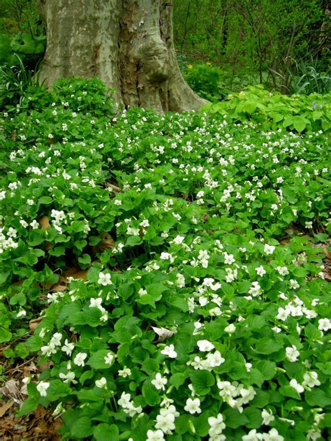 14 best woodland garden ideas images on Pinterest | Native plants, Rare plants and Shade garden