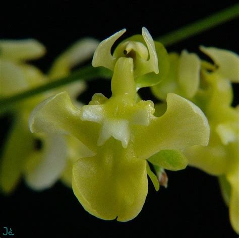 Oncidium cheirophorum (Golden rain orchid)