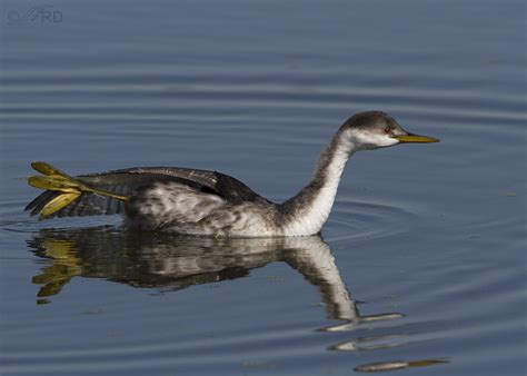 Western Grebes: A Bizarre Behavior Finally Explained – Feathered Photography