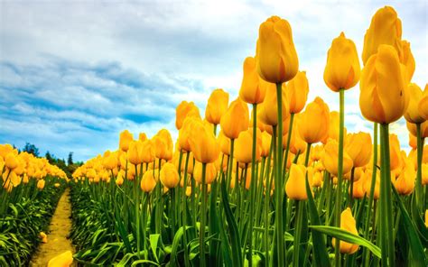 1200+ Tulip HD Wallpapers and Backgrounds